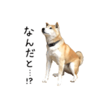 柴犬 くぅちゃん（個別スタンプ：31）