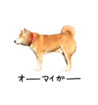 柴犬 くぅちゃん（個別スタンプ：32）