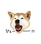 柴犬 くぅちゃん（個別スタンプ：33）