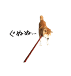 柴犬 くぅちゃん（個別スタンプ：34）