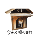 柴犬 くぅちゃん（個別スタンプ：35）