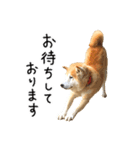 柴犬 くぅちゃん（個別スタンプ：36）