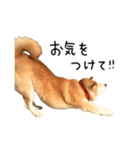 柴犬 くぅちゃん（個別スタンプ：37）