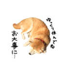 柴犬 くぅちゃん（個別スタンプ：38）