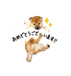 柴犬 くぅちゃん（個別スタンプ：39）