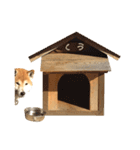 柴犬 くぅちゃん（個別スタンプ：40）