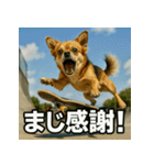 ちわぽめ×スケボー（個別スタンプ：8）