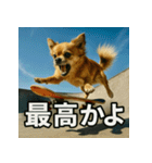 ちわぽめ×スケボー（個別スタンプ：14）