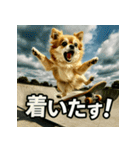 ちわぽめ×スケボー（個別スタンプ：19）