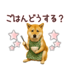 柴犬★家族連絡に使えるスタンプ・友人恋人（個別スタンプ：1）