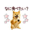 柴犬★家族連絡に使えるスタンプ・友人恋人（個別スタンプ：2）