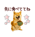 柴犬★家族連絡に使えるスタンプ・友人恋人（個別スタンプ：3）