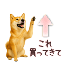 柴犬★家族連絡に使えるスタンプ・友人恋人（個別スタンプ：5）