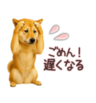 柴犬★家族連絡に使えるスタンプ・友人恋人（個別スタンプ：6）