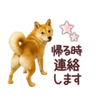柴犬★家族連絡に使えるスタンプ・友人恋人（個別スタンプ：7）
