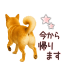 柴犬★家族連絡に使えるスタンプ・友人恋人（個別スタンプ：8）