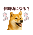 柴犬★家族連絡に使えるスタンプ・友人恋人（個別スタンプ：9）