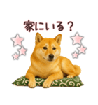 柴犬★家族連絡に使えるスタンプ・友人恋人（個別スタンプ：11）