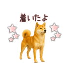 柴犬★家族連絡に使えるスタンプ・友人恋人（個別スタンプ：12）