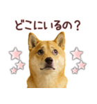 柴犬★家族連絡に使えるスタンプ・友人恋人（個別スタンプ：13）