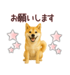 柴犬★家族連絡に使えるスタンプ・友人恋人（個別スタンプ：14）