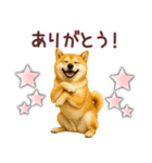 柴犬★家族連絡に使えるスタンプ・友人恋人（個別スタンプ：15）