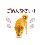 柴犬★家族連絡に使えるスタンプ・友人恋人（個別スタンプ：16）
