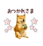 柴犬★家族連絡に使えるスタンプ・友人恋人（個別スタンプ：17）