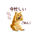 柴犬★家族連絡に使えるスタンプ・友人恋人（個別スタンプ：18）