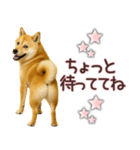 柴犬★家族連絡に使えるスタンプ・友人恋人（個別スタンプ：19）