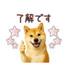 柴犬★家族連絡に使えるスタンプ・友人恋人（個別スタンプ：21）