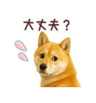 柴犬★家族連絡に使えるスタンプ・友人恋人（個別スタンプ：22）