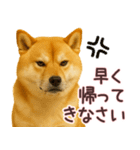柴犬★家族連絡に使えるスタンプ・友人恋人（個別スタンプ：23）