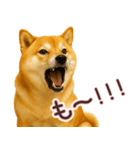 柴犬★家族連絡に使えるスタンプ・友人恋人（個別スタンプ：24）