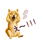 柴犬★家族連絡に使えるスタンプ・友人恋人（個別スタンプ：25）