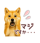 柴犬★家族連絡に使えるスタンプ・友人恋人（個別スタンプ：26）