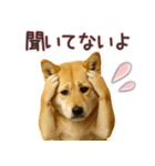 柴犬★家族連絡に使えるスタンプ・友人恋人（個別スタンプ：27）