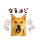 柴犬★家族連絡に使えるスタンプ・友人恋人（個別スタンプ：29）