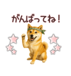 柴犬★家族連絡に使えるスタンプ・友人恋人（個別スタンプ：30）