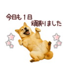柴犬★家族連絡に使えるスタンプ・友人恋人（個別スタンプ：31）