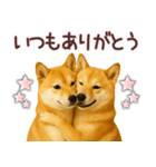 柴犬★家族連絡に使えるスタンプ・友人恋人（個別スタンプ：32）