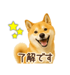 柴犬★即返信に使える便利なスタンプ（個別スタンプ：1）