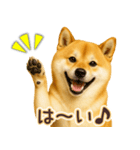 柴犬★即返信に使える便利なスタンプ（個別スタンプ：2）