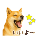 柴犬★即返信に使える便利なスタンプ（個別スタンプ：3）