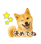 柴犬★即返信に使える便利なスタンプ（個別スタンプ：4）