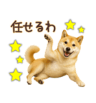 柴犬★即返信に使える便利なスタンプ（個別スタンプ：5）
