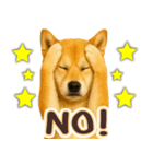 柴犬★即返信に使える便利なスタンプ（個別スタンプ：7）