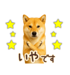 柴犬★即返信に使える便利なスタンプ（個別スタンプ：8）