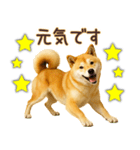 柴犬★即返信に使える便利なスタンプ（個別スタンプ：10）