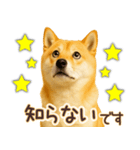 柴犬★即返信に使える便利なスタンプ（個別スタンプ：11）